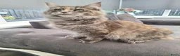 Maine Coon cats for sale: Mainecoon kittens  - Advert 2
