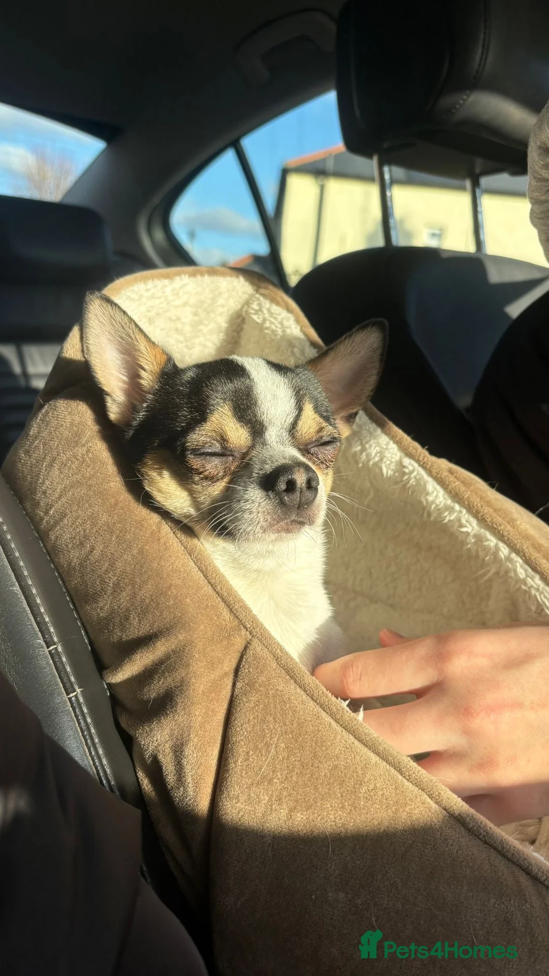 Chihuahua dogs for stud: Charming Male Chihuahua Available for Stud! - Advert 6