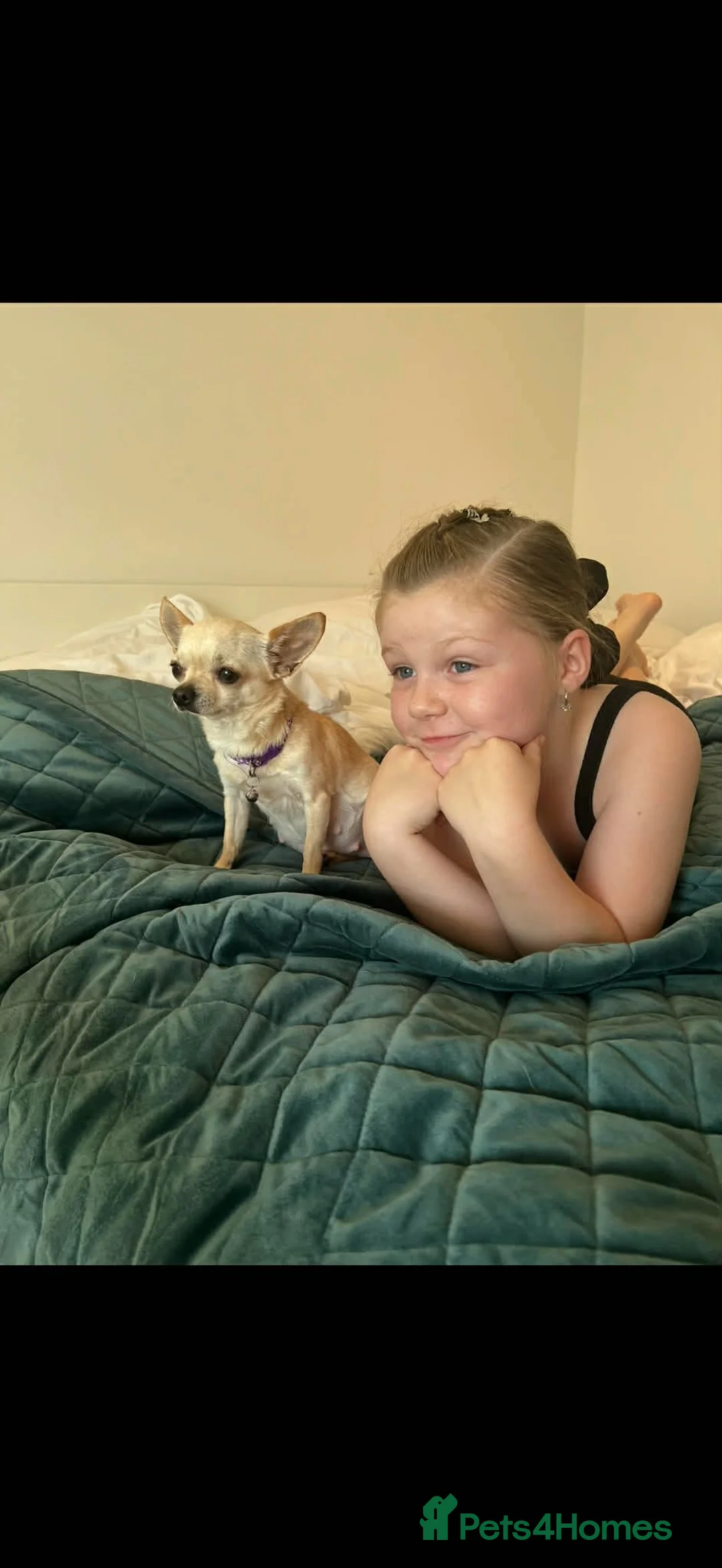 Chihuahua dogs for sale: Teddy is  **  chihuahua in Leven - Advert 12