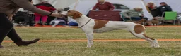 Pointer dogs for sale: Quality Pointer puppies - Advert 10