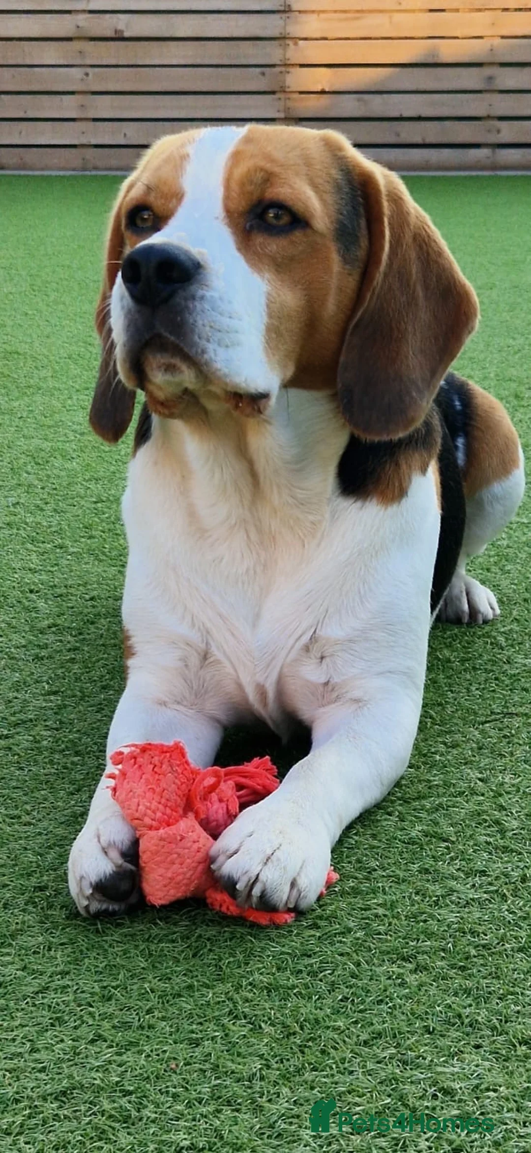 Beagle dogs for stud: Beagle stud tri colour PROVEN 100% success rate  in Preston - Advert 3