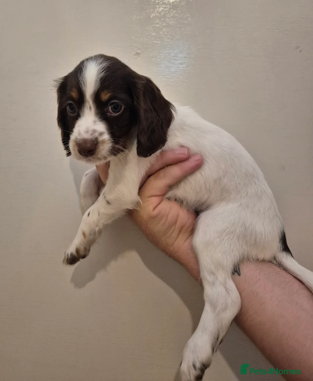 Sprocker dogs for sale: 4 SPROCKER PUPS TO GO THIS SATURDAY 16TH AUGUST - Advert 2