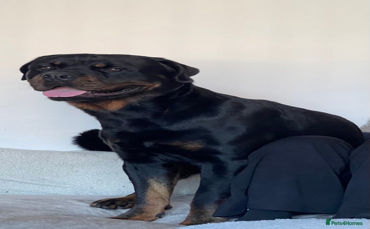 Rottweiler dogs - Advert 1