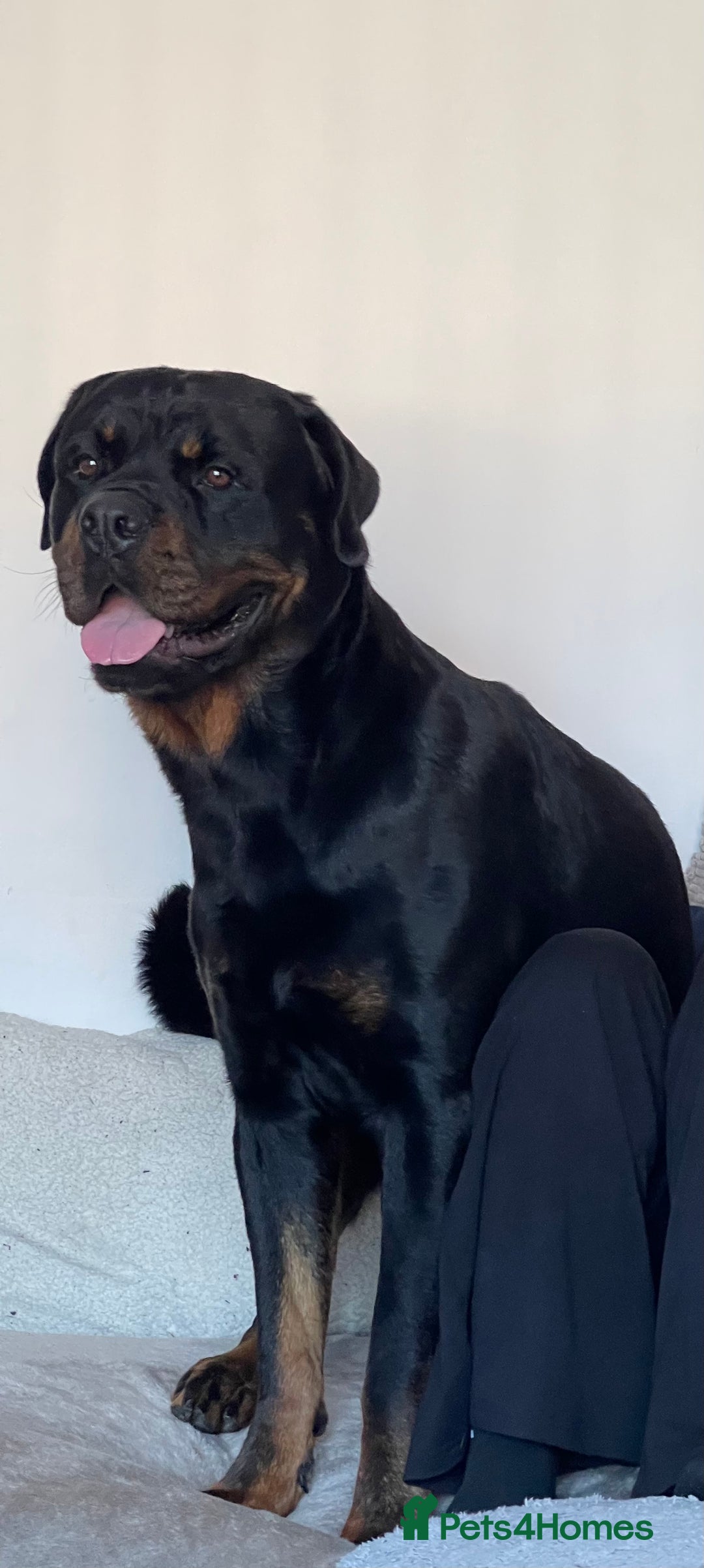 Rottweiler dogs for sale: Loveable friendly Rottweiler  - Image 1