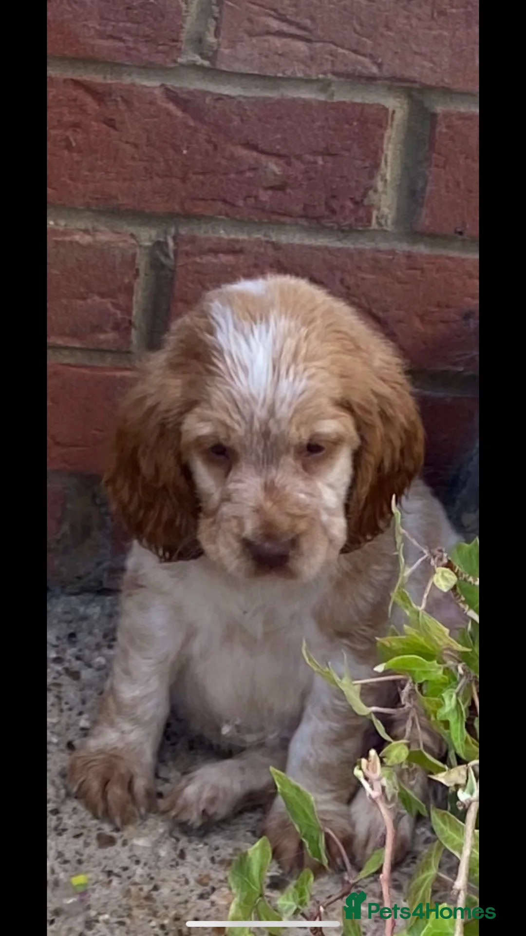 Cocker Spaniel dogs for stud: PROVEN Cocker Spaniel-Chocolate Sable DNA TESTED in Henlow - Advert 17