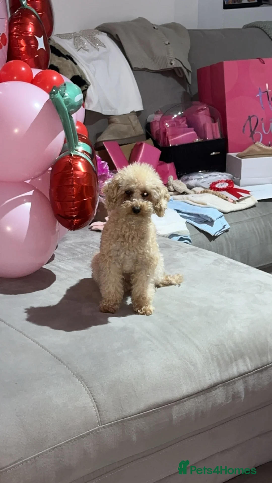 Toy Poodle dogs for sale: Pure Toy Poodle in Seaham - Advert 7