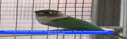 Conures birds for sale: Green Cheek conures - DNA sexed - Advert 3