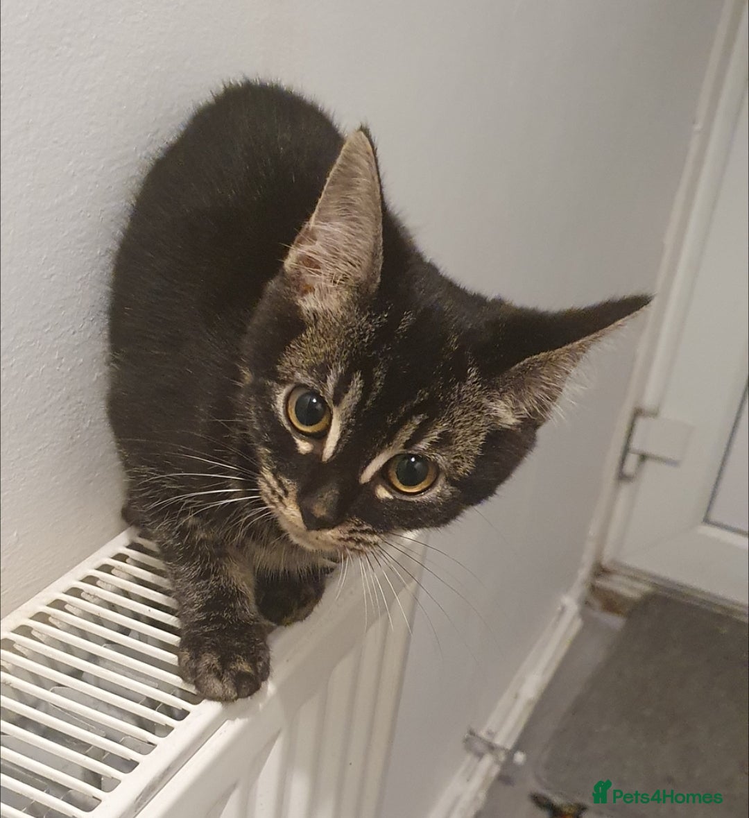 Bengal cats for sale: BROTHER & SISTER BENGAL NORWEGIAN FOREST CAT MIXED - Advert 8