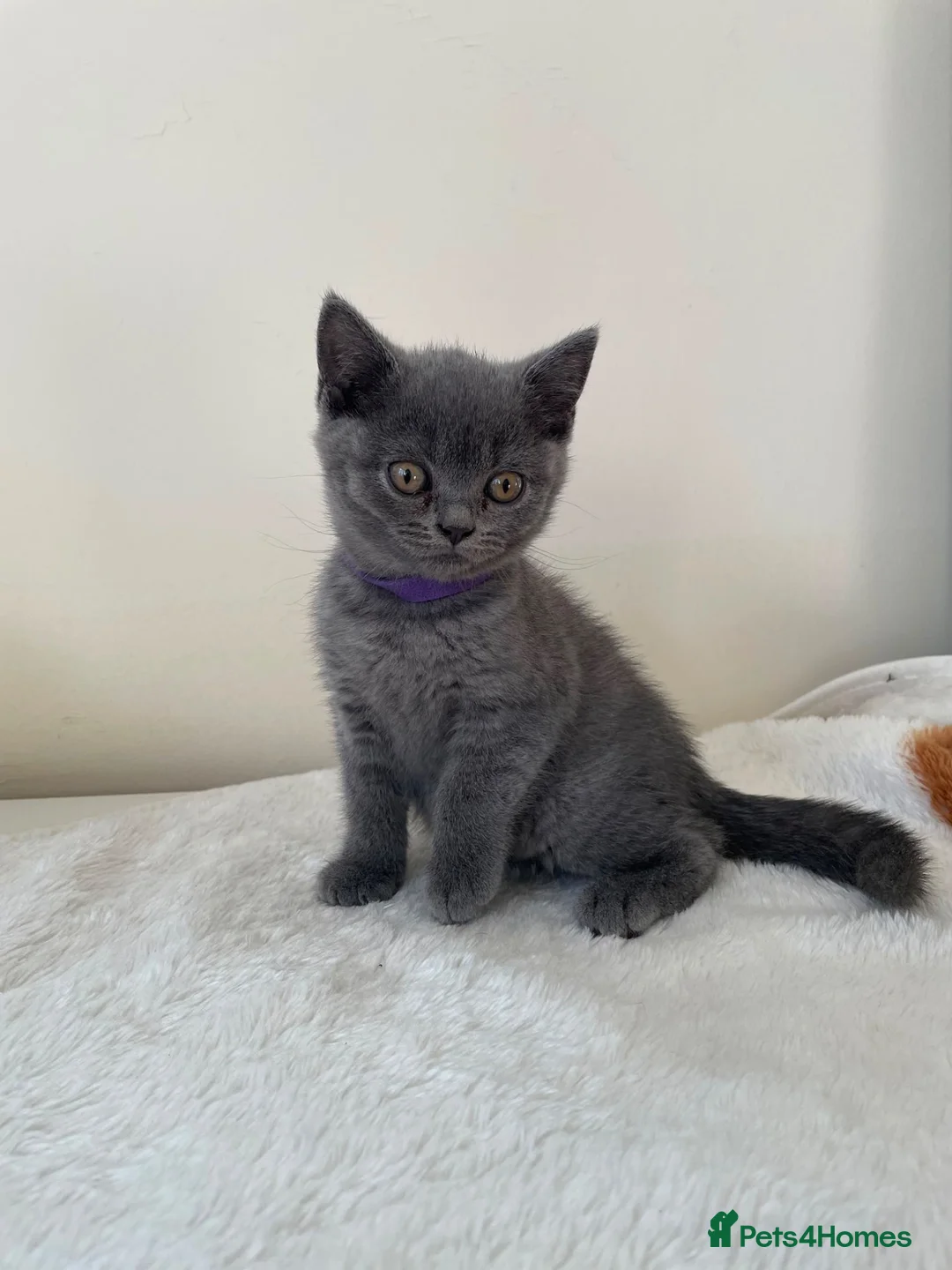 British Shorthair cats for sale: GCCF Kittens BSH solid colours  - Advert 18