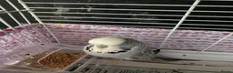Budgerigars birds for sale: Two beautiful young budgies plus cage free  - Advert 7