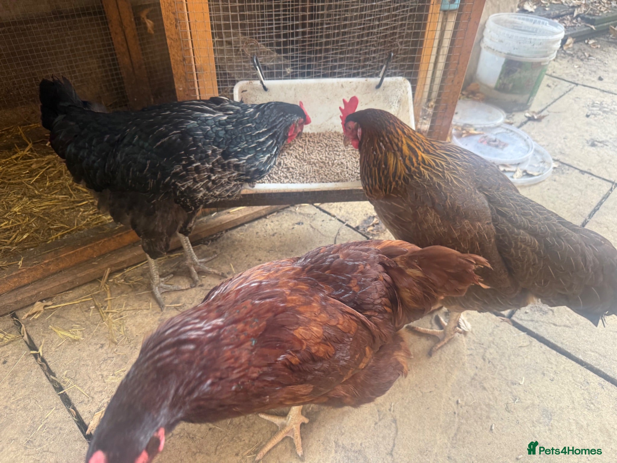 Chickens poultry Chickens for re homing  - Advert 4
