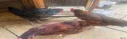 Chickens poultry for sale: Chickens for re homing  in Birmingham - Advert 1