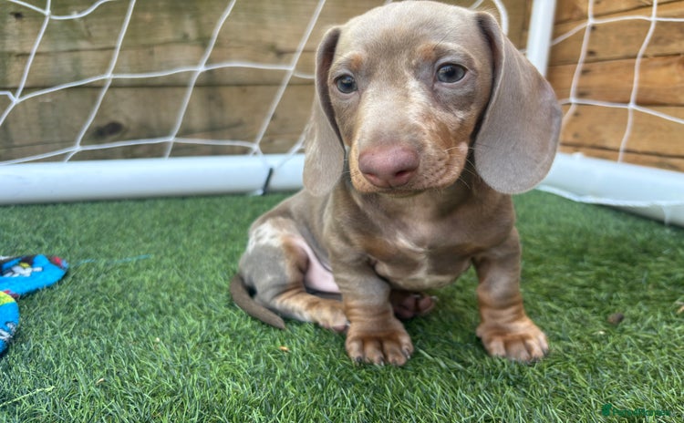 Dachshund dogs - Advert 4