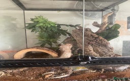 Gecko reptiles for sale: Gargoyle Geko and tank - Image 2