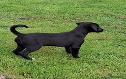 Mixed Breed dogs for sale: Bedlington x whippet - Image 2