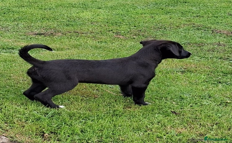 Mixed Breed dogs - Advert 4