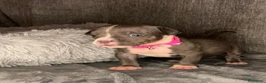 American Bully 4