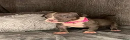 American Bully dogs for sale: Exquisute pocket bullys for sale  - Advert 6