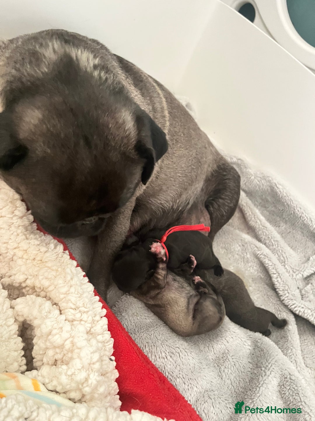 Pug dogs for sale: Beautiful pug puppies  - Image 5