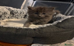 Ragdoll cats for sale: Gray fluffy kittens  - Image 3