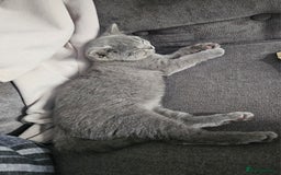 British Shorthair cats for sale: Female British shorthair  - Image 3