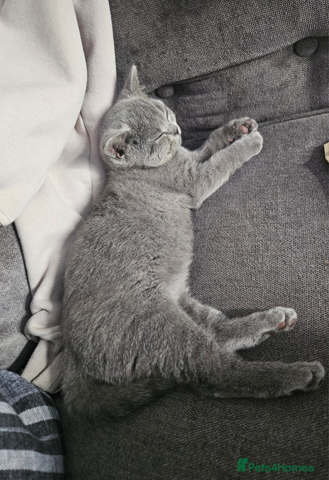 British Shorthair cats for sale: Female British shorthair  - Image 3