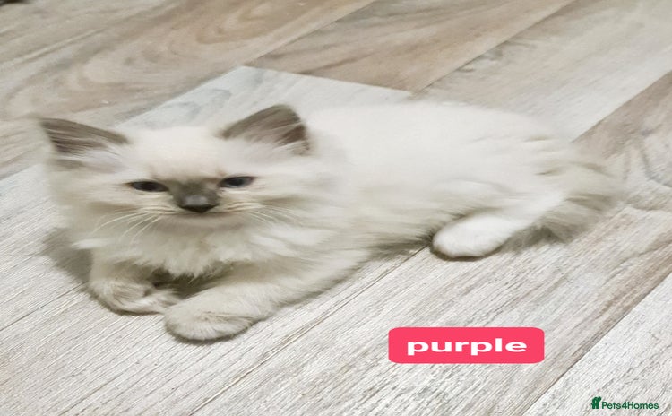 Ragdoll cats - Advert 2
