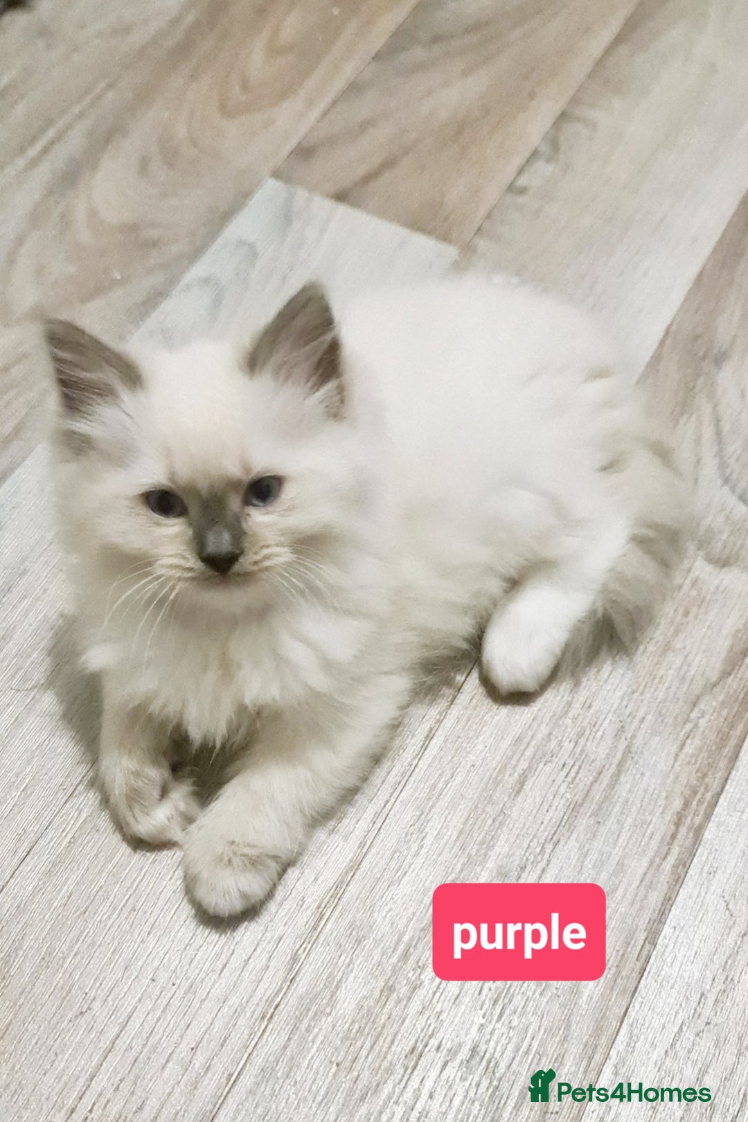 Ragdoll cats for sale: Pure ragdoll kittens READY NOW!! - Image 1
