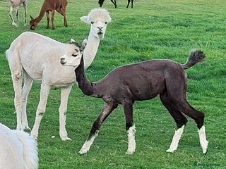 Alpaca livestock Alpacas for Sale - Advert 1