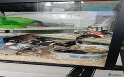 Mouse rodents for sale: Breeding pet mice  - Image 1