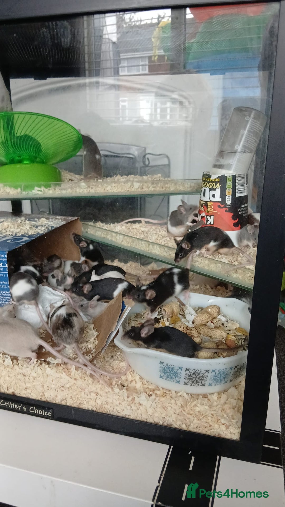 Mouse rodents for sale: Breeding pet mice  - Image 1
