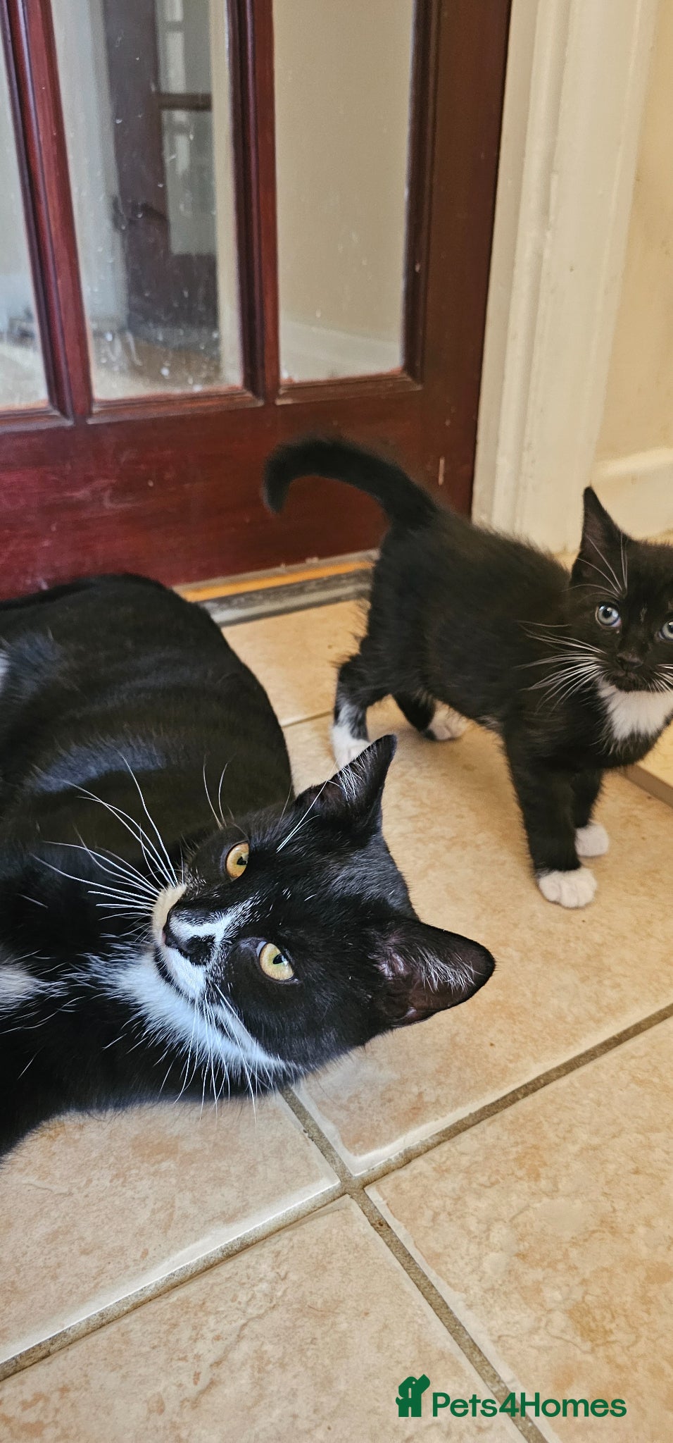 Mixed Breed cats Lovely  - Advert 1
