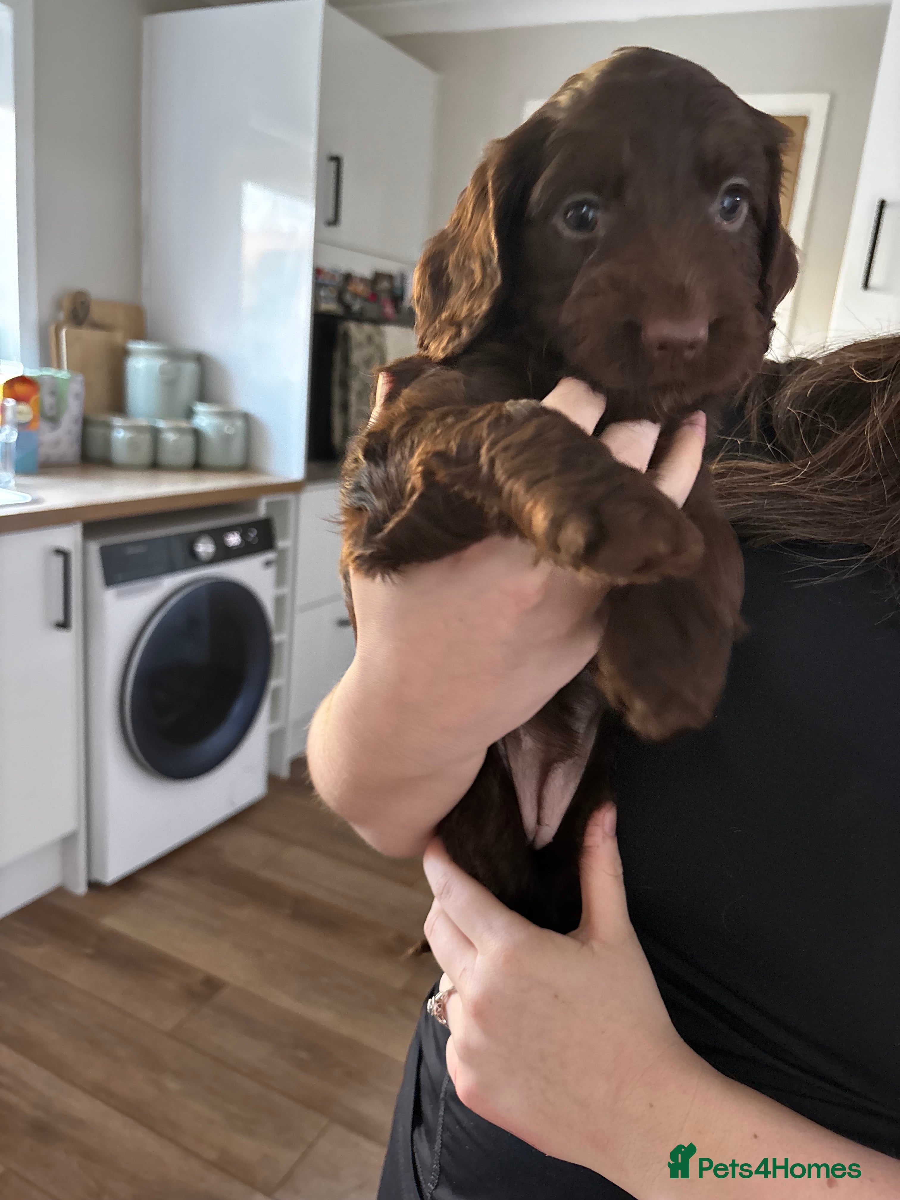 Cockapoo dogs Cockapoos - Advert 12