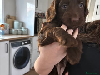 Cockapoo dogs Cockapoos - Advert 12