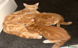 Scottish Fold cats for sale: Scottish fold/straight babies - Image 3
