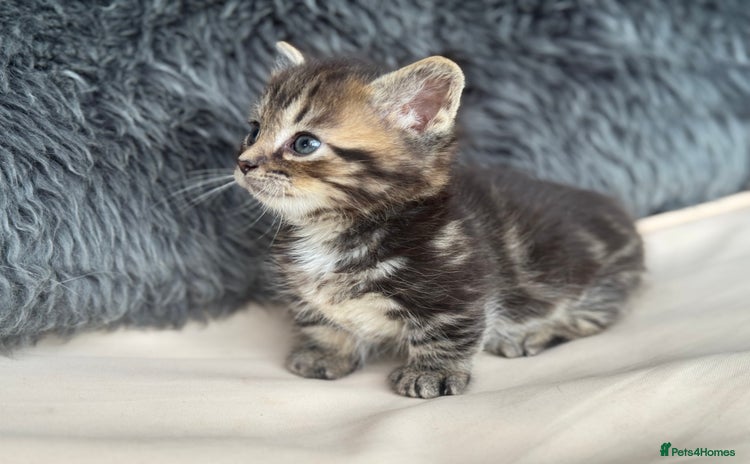 Munchkin cats - Advert 1