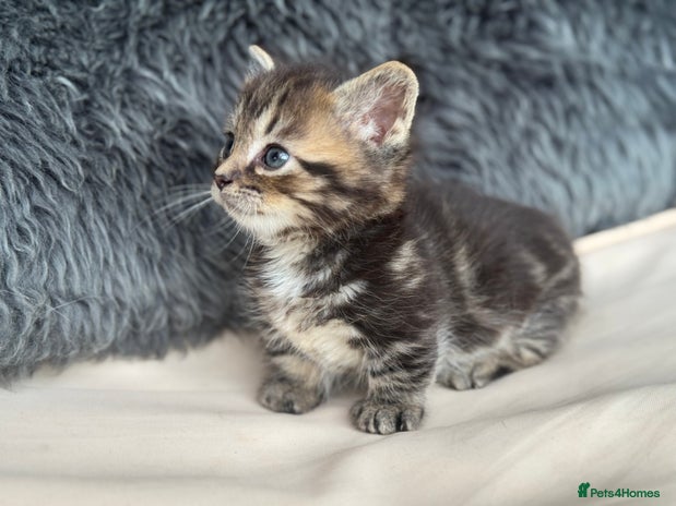 Munchkin cats - Advert 1