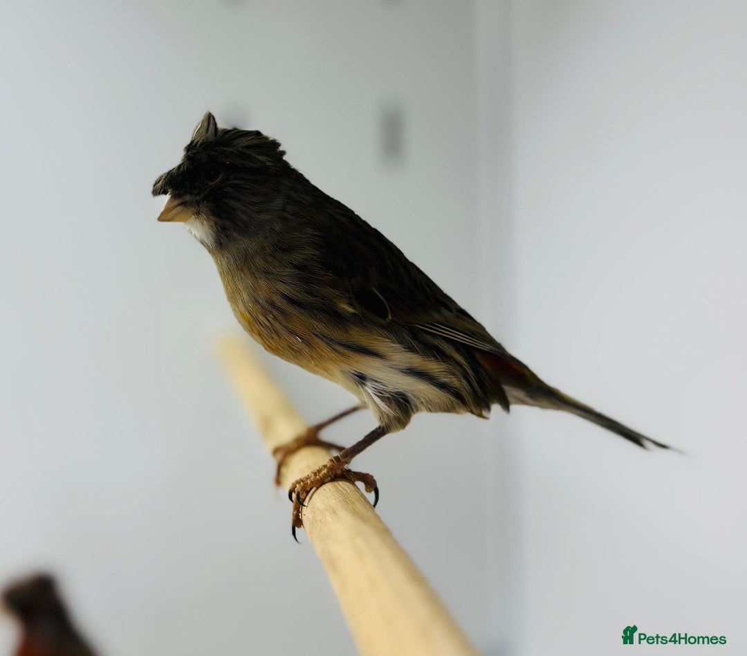 Canaries birds for sale: Harlequin canaries  - Advert 17