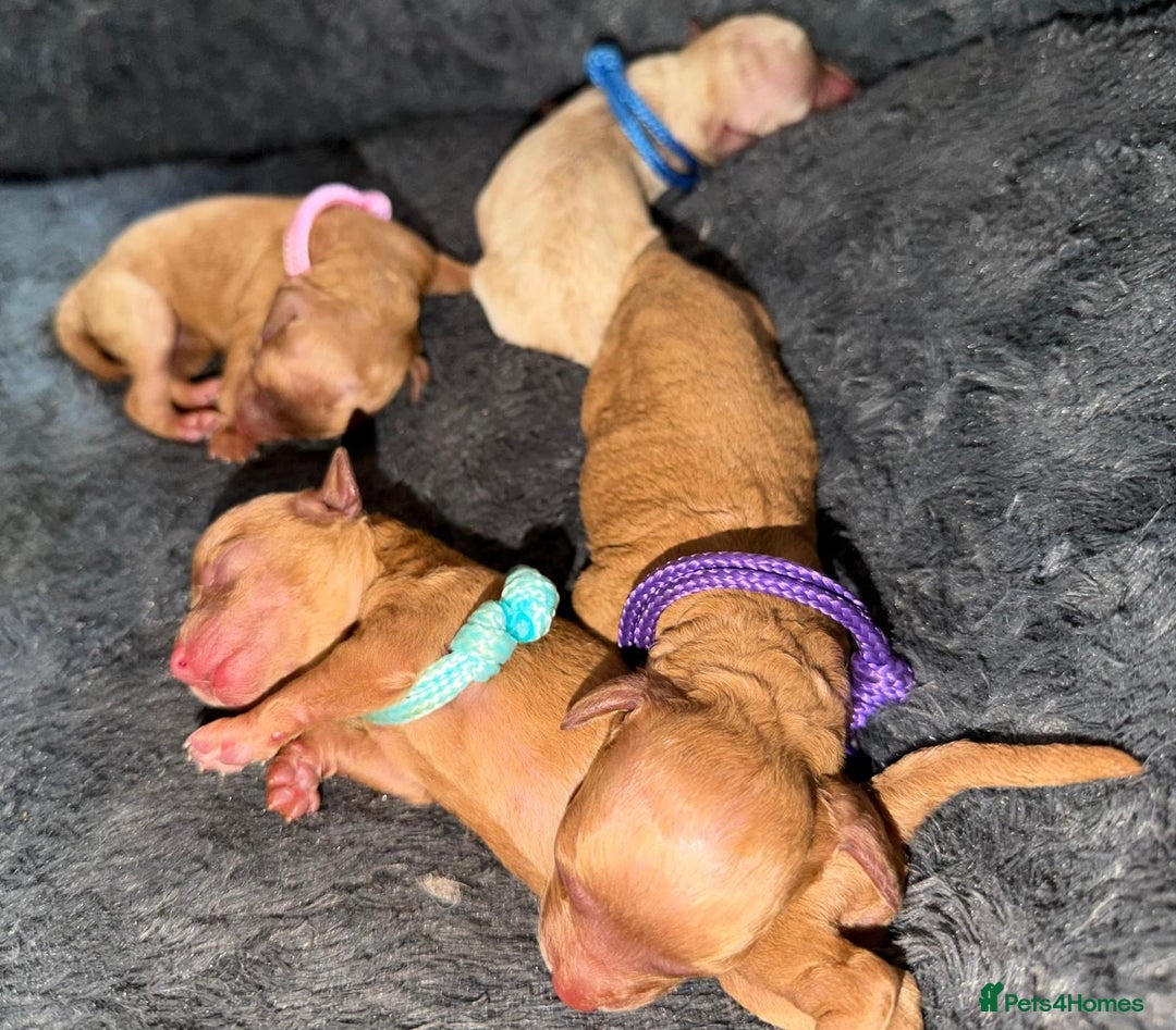 Toy Poodle dogs for sale: Adorable Tiny Toy Poodles - Advert 1