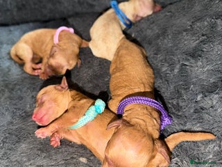 Toy Poodle dogs Adorable Tiny Toy Poodles - Advert 4