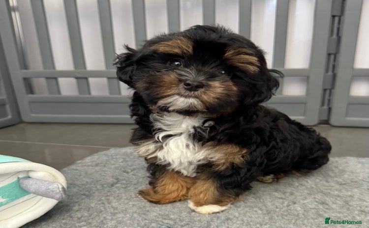 Maltipoo dogs - Advert 1