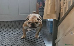 English Bulldog dogs for sale: Gorgeous Old English Bulldog Female - Image 3