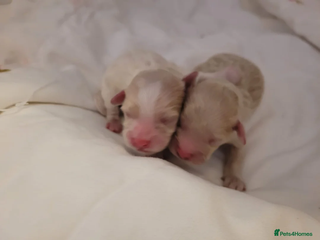 Shihpoo dogs for sale: X2 Little Boy Shipoos - Advert 2