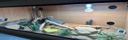 Bearded Dragon reptiles for sale: 3 month old Bearder Dragon in Stockton-on-Tees - Advert 2