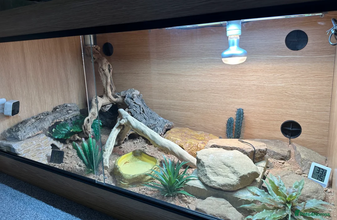 Bearded Dragon reptiles for sale: 3 month old Bearder Dragon in Stockton-on-Tees - Advert 2