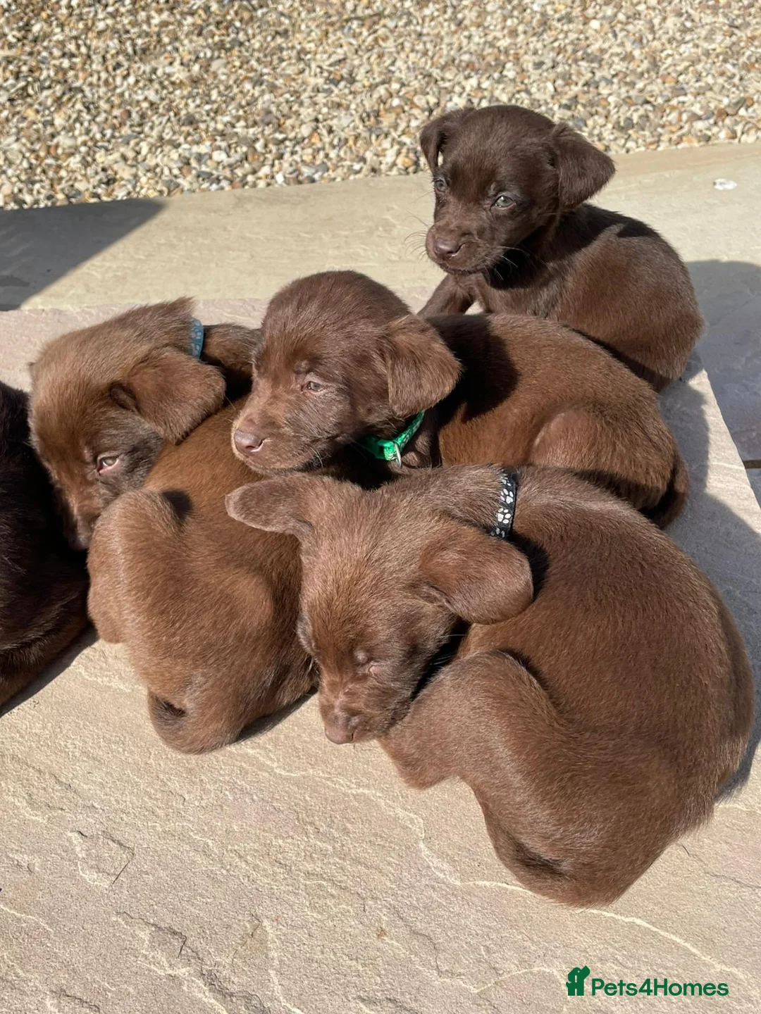 Labrador Retriever dogs for sale: BEAUTIFUL BOYS LEFT ONLY READY 9TH MARCH!!! - Advert 1