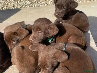 Labrador Retriever dogs BEAUTIFUL BOYS LEFT ONLY READY 9TH MARCH!!! - Advert 3
