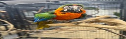 Macaws birds for sale: Stunning Handreared baby Catalina Macaw  - Advert 4
