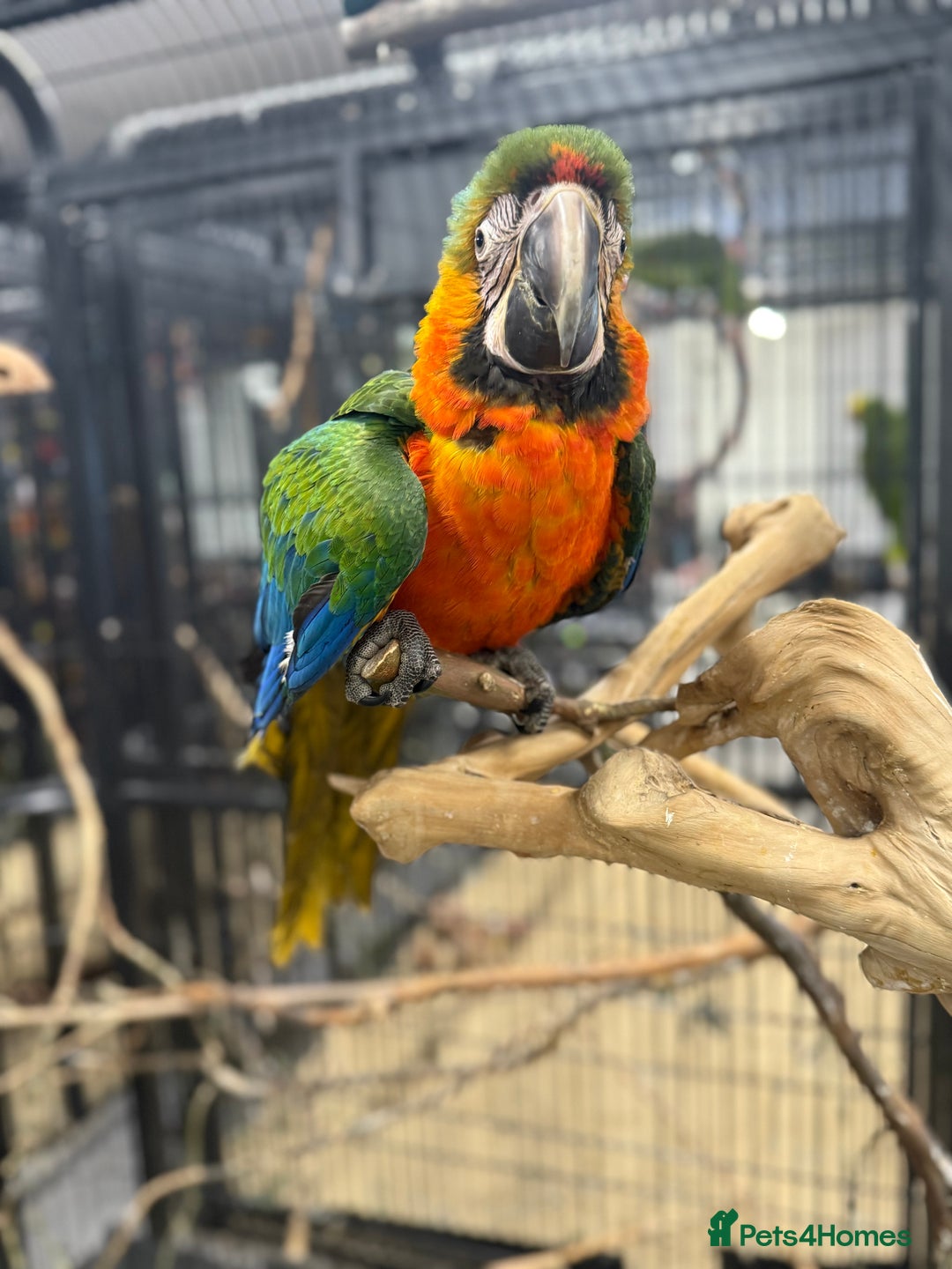 Macaws birds for sale: Stunning Handreared baby Catalina Macaw  - Advert 4