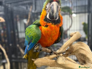 Macaws birds Stunning Handreared baby Catalina Macaw - Advert 15